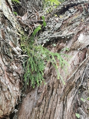 Phlegmariurus billardierei