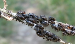 Jalmenus evagoras