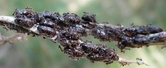 Jalmenus evagoras