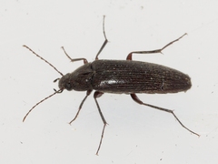 Synchroa punctata
