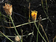Bebbia juncea