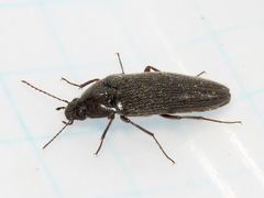 Synchroa punctata