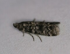 Dioryctria