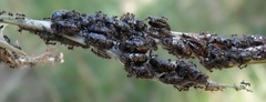 Jalmenus evagoras
