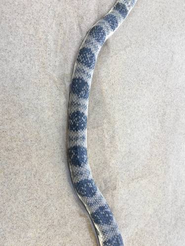 Olive-headed Sea Snake