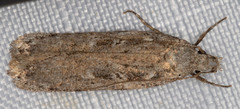 Gelechiidae