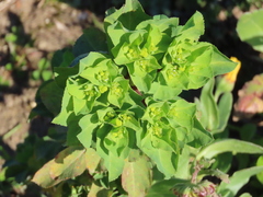 Euphorbia helioscopia