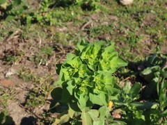 Euphorbia helioscopia
