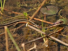 Thamnophis saurita saurita