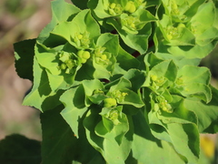 Euphorbia helioscopia