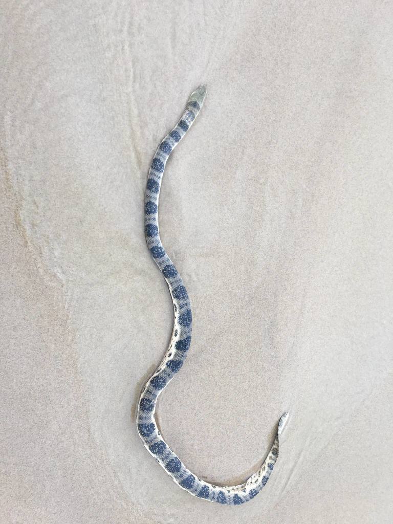 Oliveheaded Sea Snake