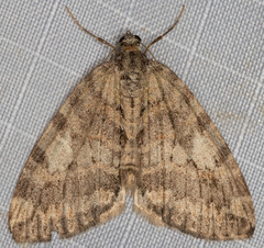 Hydriomena nubilofasciata