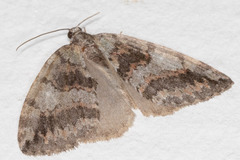 Hydriomena nubilofasciata