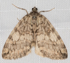 Hydriomena nubilofasciata