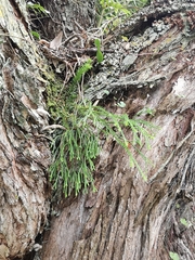 Phlegmariurus billardierei