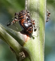 Jalmenus evagoras