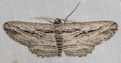 Iridopsis obliquaria