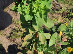 Euphorbia helioscopia