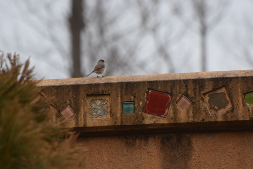 Dark-eyed Junco photographed in Delaware