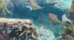 Pempheris klunzingeri