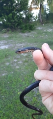 Cubophis vudii