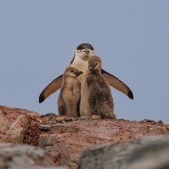 Pygoscelis antarcticus