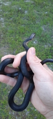 Cubophis vudii