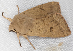 Orthosia pacifica