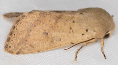 Orthosia pacifica