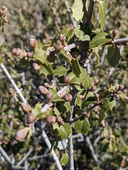 Ceanothus jepsonii