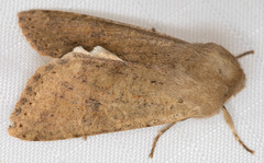 Orthosia pacifica