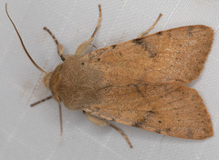 Orthosia behrensiana