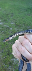 Cubophis vudii