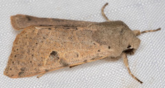 Orthosia behrensiana