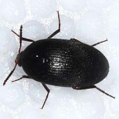 Synstrophus repandus