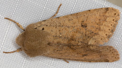 Orthosia pacifica