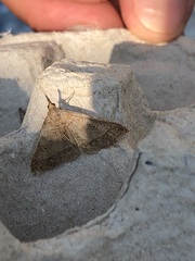 Renia flavipunctalis