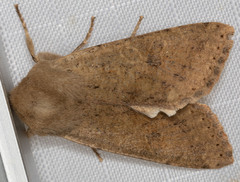 Orthosia pacifica