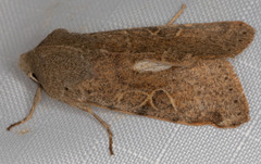Orthosia behrensiana