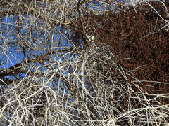 Parkinsonia florida