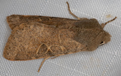 Orthosia behrensiana