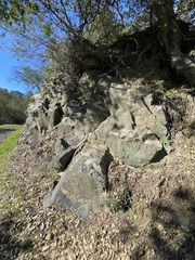 Dudleya abramsii setchellii