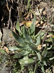 Dudleya abramsii setchellii