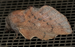 Phyllodesma americana
