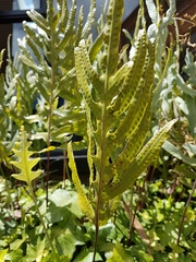 Microsorum pustulatum