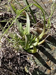 Dudleya abramsii setchellii