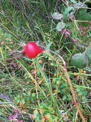 Rosa nutkana hispida