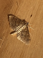 Herpetogramma aeglealis