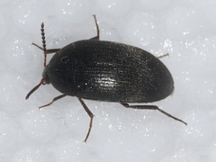 Synstrophus repandus