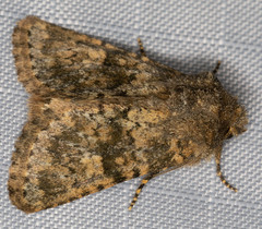 Pseudobryomima fallax